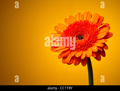 Gerber fiore su un gradiente di colore giallo Foto Stock