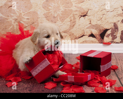 Golden Retriever cucciolo in rosso tutu apertura presenta nel riquadro rosso che sono pieno di petali di rosa. Foto Stock