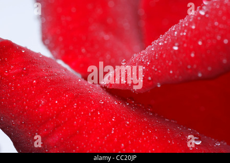 Red Rose e gocce di acqua - macro, closeup per bacground Foto Stock