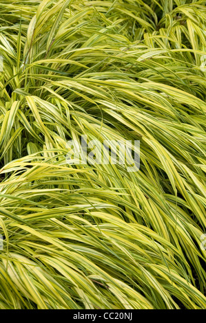 Macro Hakonechloa aureola - perenne erba ornamentale Foto Stock