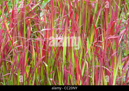 Imperata cylindrica Red Baron Foto Stock