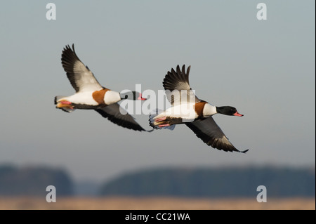 Shelduck (Tadorna tadorna) Martin Mere, Lancashire Foto Stock