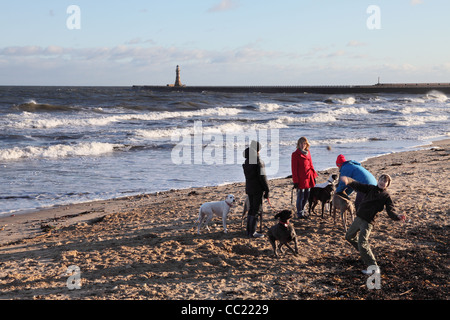 Ragazzo gettando la sfera per il cane con un gruppo di persone e cani sulla spiaggia Roker North East England, Regno Unito Foto Stock