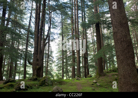 Deodar giganteschi alberi di cedro (Cedrus deodara) nella foresta Deodar Riserva, Manali, Himachal Pradesh, India Foto Stock