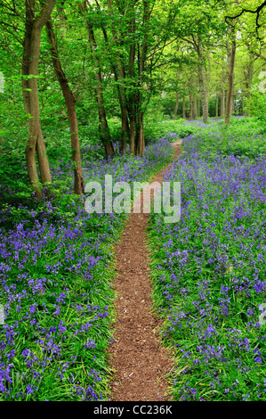 In Bluebells Hagbourne Copse, Swindon, Wiltshire, Regno Unito, maggio 2010. Wiltshire Wildlife Trust riserva naturale Foto Stock