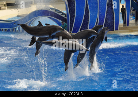I delfini salta fuori di acqua Foto Stock
