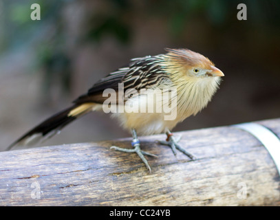 Il cuculo Guira uccello un non-cuculo parassita trovato in Sud America Foto Stock