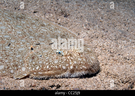 Sogliola di Dover sulla sabbia Foto Stock