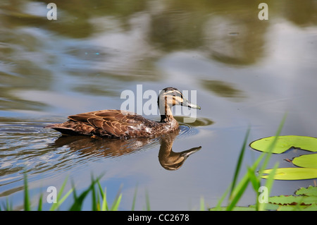 Pacific black duck, Queensland, Australia Foto Stock