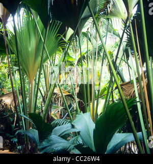 La Vallée de Mai, riserva naturale parco, isola di Praslin, Seicelle Foto Stock