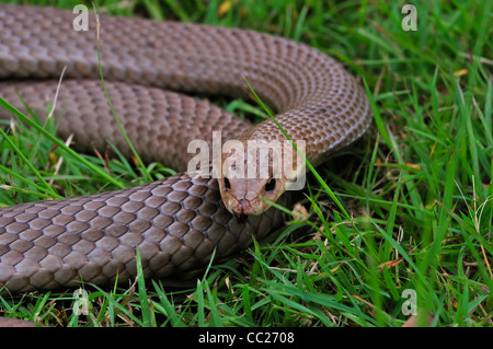 Orientale Snake Marrone, Pseudonaja textilis, Queensland, Australia Foto Stock