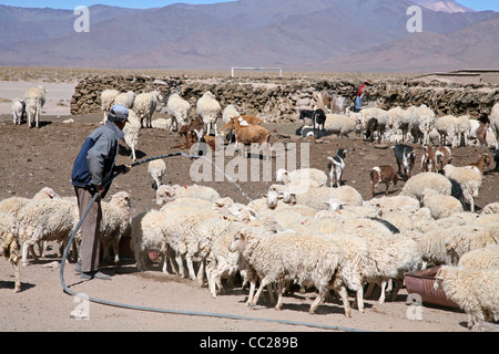 Irrigazione agricoltore gregge di pecore in fattoria sul altipiano isolato in Argentina Foto Stock