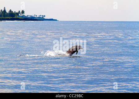 Spinner spin dei delfini nella Baia di Kailua Kona fuori città, Big Island, Hawaii, Stati Uniti d'America. Foto Stock