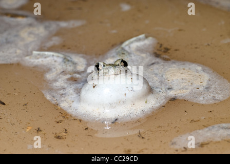 Maschio di chiamata deserto del Chihuahuan Spadefoot, (Spea multiplicata stagnalis), Socorro county, Nuovo Messico, Stati Uniti d'America. Foto Stock