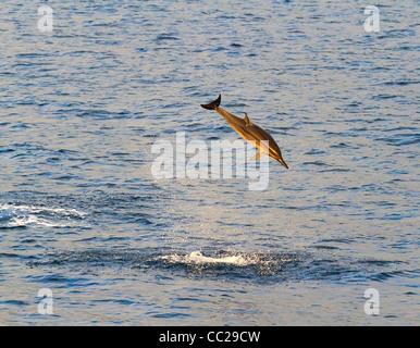 Spinner spin dei delfini nella Baia di Kailua Kona fuori città, Big Island, Hawaii, Stati Uniti d'America. Foto Stock