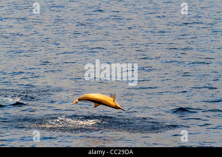 Spinner spin dei delfini nella Baia di Kailua Kona fuori città, Big Island, Hawaii, Stati Uniti d'America. Foto Stock