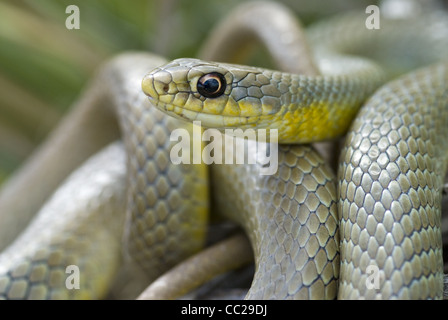 Est a becco giallo Racer, (Coluber constrictor flaviventris), Kiowa National praterie, Harding county, Nuovo Messico, Stati Uniti d'America. Foto Stock