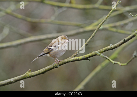 Femmina adulta fringuello bird a riposo sul ramo. Foto Stock