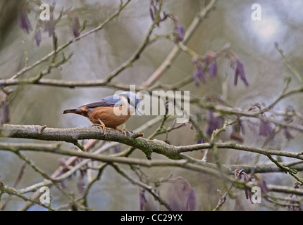 Un picchio muratore, un piccolo bosco grassoccio bird seduta sul ramo. Foto Stock