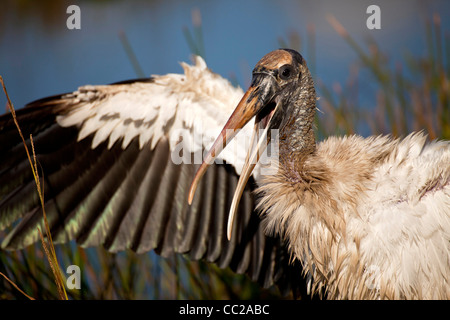 Cicogna in legno (Mycteria americana) in Everglades National Park, Florida, Stati Uniti d'America Foto Stock