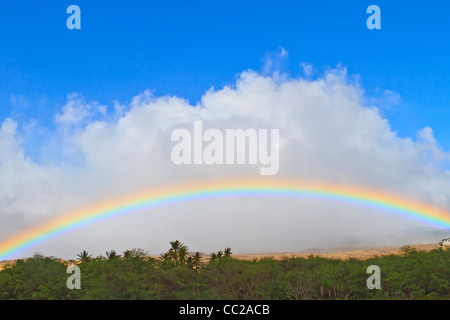 Rainbow dietro gli alberi di cocco, Molokai, Hawaii, Stati Uniti d'America. Foto Stock