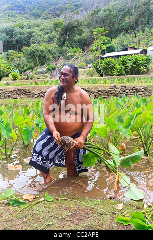 Guida spirituale/leader Lawrence Kalainia dimostra la raccolta di taro in Halawa Valley, Molokai, Hawaii, Stati Uniti d'America. Foto Stock