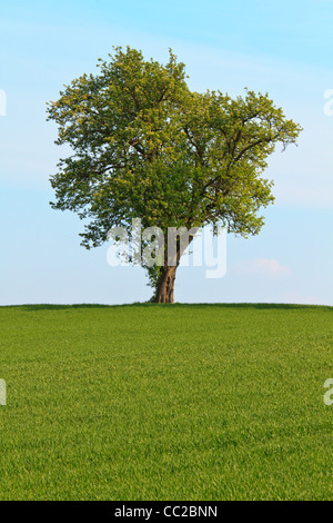 Albero singolo prima di cielo blu e verde prato Foto Stock