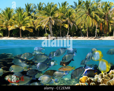 La subacquea e vista superficiale di una costa tropicale con palme da cocco e di una scuola di pesce tropicale, Mar dei Caraibi Foto Stock