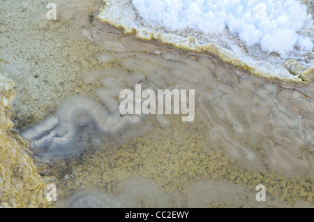 Catena di batteri che crescono in primavera calda piscina. Mammoth Hot Springs, il Parco Nazionale di Yellowstone, Wyoming USA Foto Stock