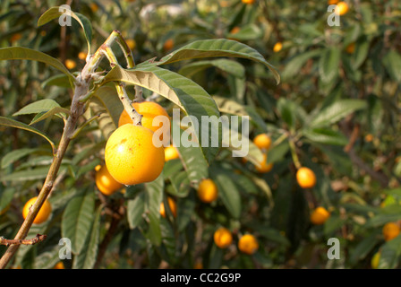 Un albero pieno con maturi loquats pronto a scelta Foto Stock