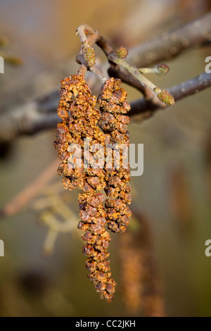 Un amento su una giornata invernale e Foto Stock