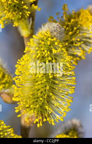 Strega-hazel su una giornata invernale e Foto Stock