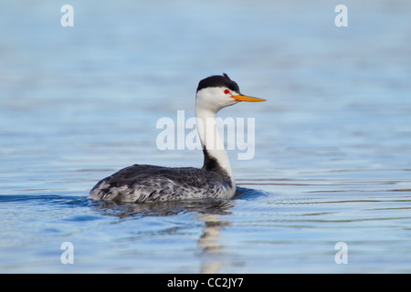 Clark svasso Aechmophorus clarkii Klamath Falls, Oregon, Stati Uniti 11 Maggio Podicipedidae adulti Foto Stock