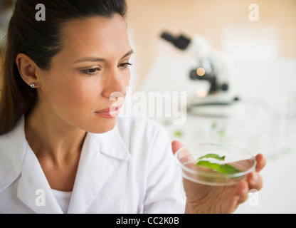 Stati Uniti d'America, New Jersey, Jersey City, donna scienziato esaminando il campione Foto Stock