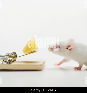 Scrivere mouse vicino mousetrap, studio shot Foto Stock