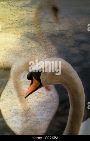 Tre cigni nuoto sul lago Foto Stock