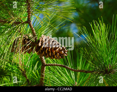 Stati Uniti d'America, Georgia, Stone Mountain, Close-up di pigna Foto Stock
