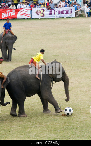 Il calcio di elefante in Surin's Srinarong Stadium durante l'Elefante annuale festival Roundup. Surin, Surin, Thailandia Foto Stock