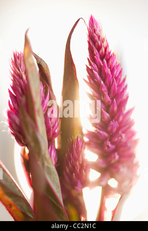 Studio shot di Eremurus viola Foto Stock