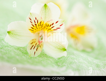 Studio shot di bianco Alstroe Meria Foto Stock