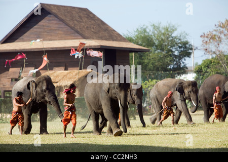 Branco di elefanti e loro Suai mahouts (maestri) durante l'Elefante annuale festival Roundup. Surin, Surin, Thailandia Foto Stock