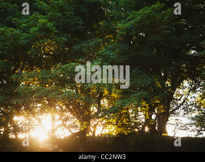 Irlanda, contea Westmeath, tramonto dietro alberi Foto Stock