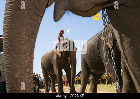 Elefanti e loro Suai mahouts durante l annuale Surin Elephant Roundup festival. Surin, Surin, Thailandia Foto Stock