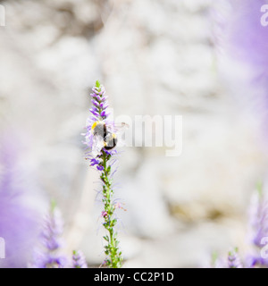 Irlanda, contea Westmeath, Bumble Bee sulla lavanda Foto Stock