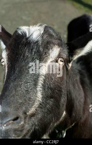 Primo piano di una capra che guarda direttamente la fotocamera – Ritratto degli animali della fattoria Foto Stock