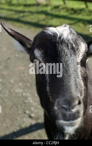 Primo piano di una capra che guarda direttamente la fotocamera – Ritratto degli animali della fattoria Foto Stock