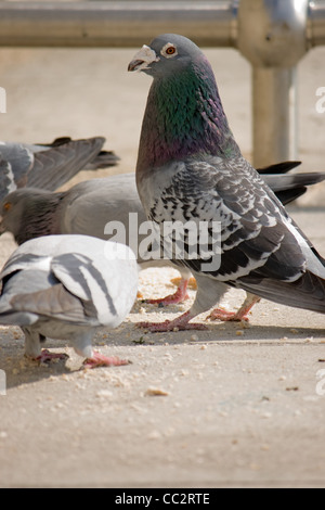 Feral street piccioni alimentare di briciole. Foto Stock