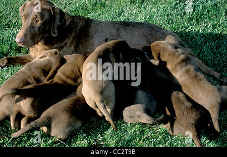 Sei settimane di cioccolato Labrador cuccioli assistenza infermieristica Foto Stock