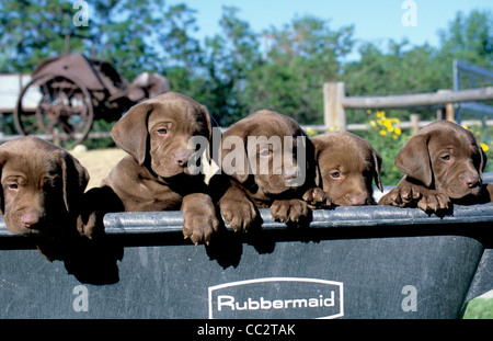 Sei settimane di cioccolato Labrador cuccioli in carriola Foto Stock