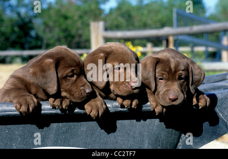Sei settimane di cioccolato Labrador cuccioli in carriola Foto Stock